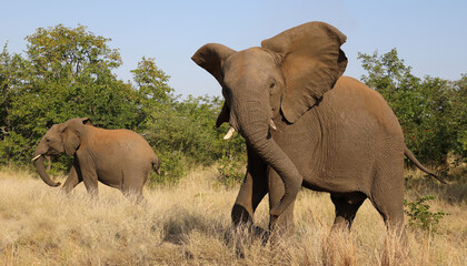 Fototapeta premium Afrikanischer Elefant / African elephant / Loxodonta africana..