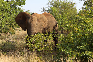 Afrikanischer Elefant / African elephant / Loxodonta africana