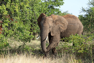Afrikanischer Elefant / African elephant / Loxodonta africana