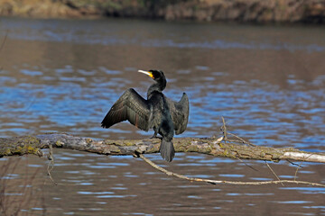 un cormorano (Phalacrocorax carbo) asciuga le penne dopo la pesca