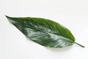 A Green Leaf on a White Background