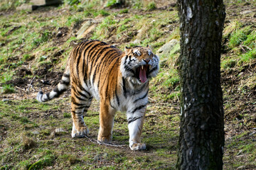 Yawning tiger