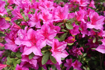 Bright pink azalea flowers close-up
