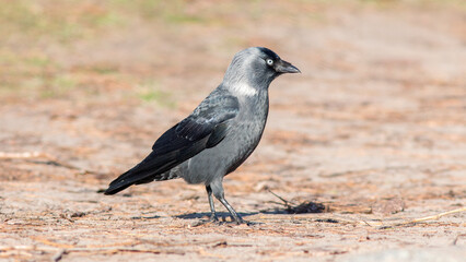crow on the ground