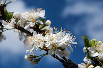 white plum flowers against a background of blue sky and gentle clouds
