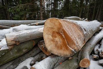 Cut beech trunks lying on the ground in winter with snow. © lapis2380