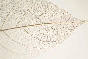 Delicate skeleton leaf against a pure white backdrop, highlighting intricate natural patterns and organic beauty.

