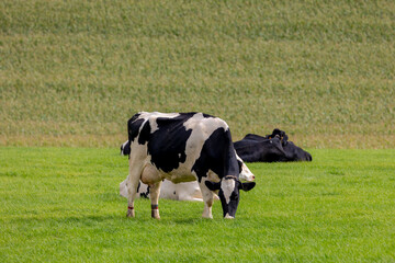 Fototapeta premium Black and white Dutch cows standing and nibbling fresh grass on the green meadow, Open farm with dairy cattle on the field, Hills countryside of Limburg, The most southern province of the Netherlands.