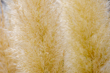 Selective focus of white cream fluffy flower of Pampas grass in the garden with close up,...