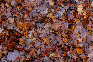 Top view of yellow orange leaves fallen from the tree on the ground in beginning of winter, Wet and colourful red brown leaf on the floor in rainy day in Autumn, Nature pattern texture background.
