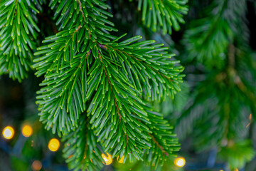 Season greeting theme concept, Black spruce plants or Christmas tree with illuminated light, Picea mariana is a species of spruce tree in the pine family, Merry Christmas background, Free copy space.