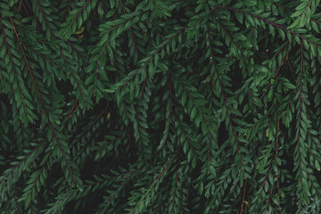 Selective focus of small and tiny green leaves in dark tone, Bush of Phyllanthus bourgeoisii plant in the garden, Beautiful leaf pattern texture, Nature greenery background.