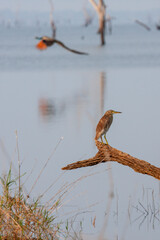 Udawalawe National Park, Sabaragamuwa and Uva Provinces, Sri Lanka