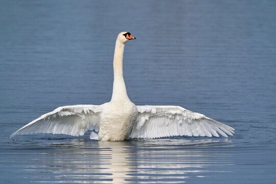 Schwan