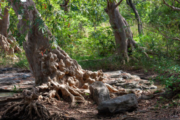 Udawalawe National Park, Sabaragamuwa and Uva Provinces, Sri Lanka