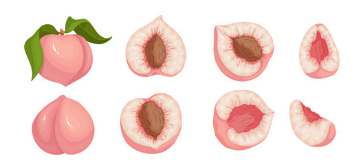 Set of juicy ripe peach fruit and pieces of fruit. Vector graphics.