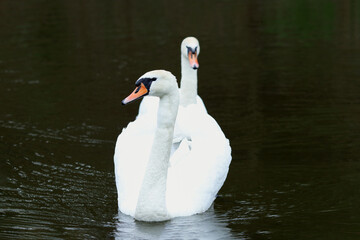 Pair of white swans floating on dark blue water. Couple White Swans. Mute Swan at sunset. Two swans swim. Romance. Happy Valentine's day. Close beautiful swan swimming in the Lake. Cygnus olor