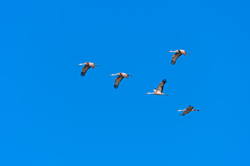 Sandhill Cranes Flying in a Clear Blue Sky