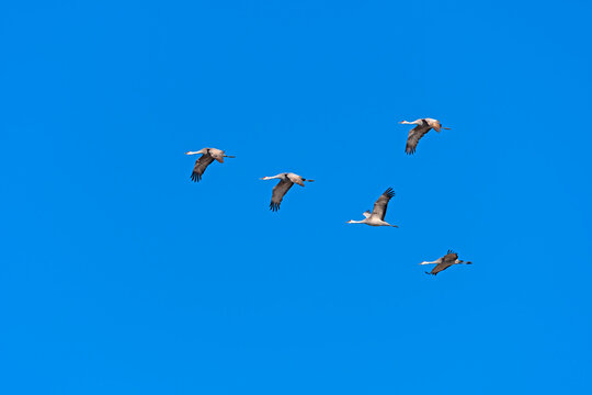 Sandhill Cranes Flying in a Clear Blue Sky © wildnerdpix