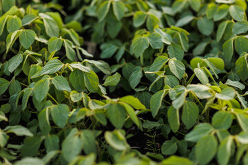 Agriculture. Soybean green plants growing in rows in cultivated field. Organic farming. Agricultural soy vegetable plantation, healthy food. Modern agribusiness. Bio lifestyle farmland