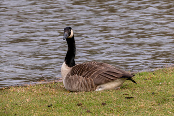 Kanadagans, Gans sitz auf einer Wiese am Ufer eines Sees