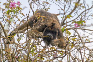 monkey in tree