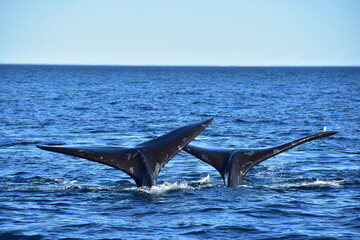 whale in the sea