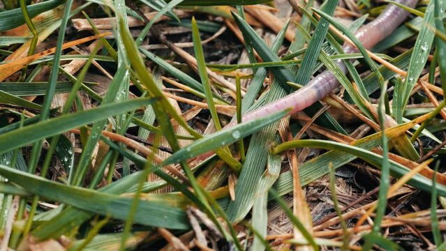 An earth worm moving on a grass lawn after heavy rain 