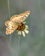 butterfly on flower