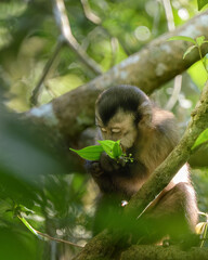 Sapajus apella