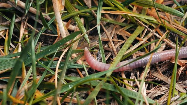 An earth worm moving on a grass lawn after heavy rain 