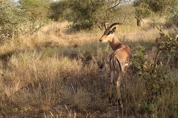 Naklejka premium Schwarzfersenantilope / Impala / Aepyceros melampus