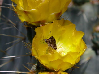 Butterfly on Durango Prickly Pear