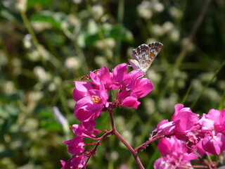 Butterfly and flowers Sonoran Desert