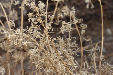 Chylismia Claviformis Subspecies Peirsonii, a native annual herb displaying senescent bodies, winter in the Borrego Valley Desert.