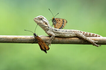 lizard, bearded dragon, butterfly, a bearded dragon, and two butterflies on its body
​