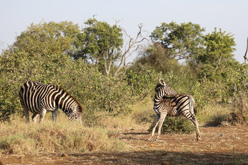 Obraz premium Steppenzebra / Burchell's zebra / Equus quagga burchellii.