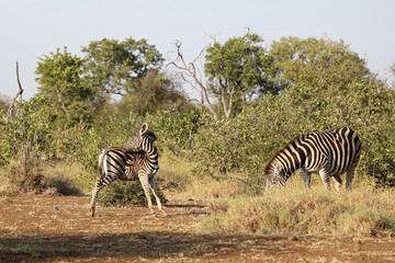 Steppenzebra / Burchell's zebra / Equus quagga burchellii.