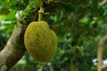 Raw green jackfruit grow on the Jackfruit tree