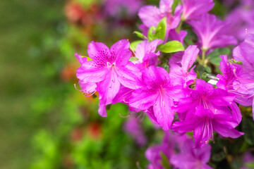 Pink azaleas in spring, close up