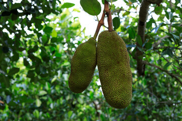 Raw green jackfruit grow on the Jackfruit tree