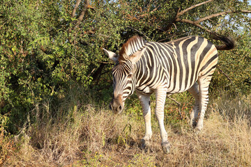 Steppenzebra / Burchell's zebra / Equus quagga burchellii