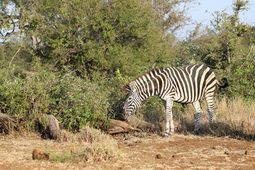 Obraz premium Steppenzebra / Burchell's zebra / Equus quagga burchellii