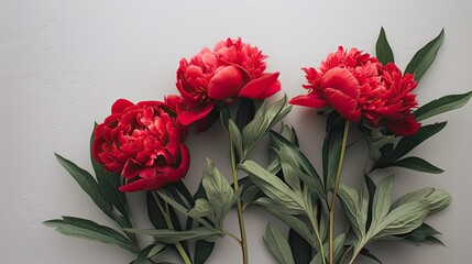 the brightness of red peonies and green leaves. Placed close to the light source to highlight natural colors and details