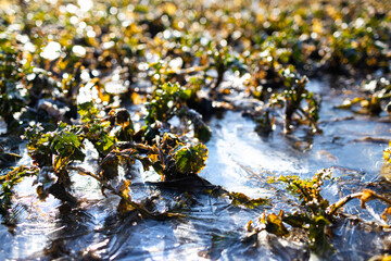 Obraz na płótnie Canvas Field plants frozen in frost