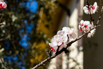 Fiori di albicocca in primavera
