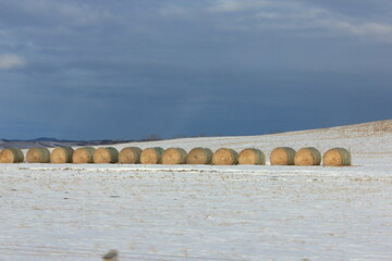 hay bales in the snow field