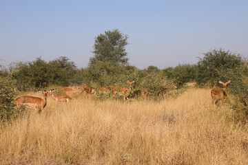 Schwarzfersenantilope / Impala / Aepyceros melampus