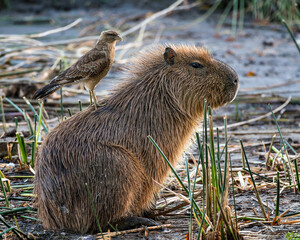 bird on capibara