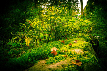 Grün mit Blumen bewachsene Steine im Wald